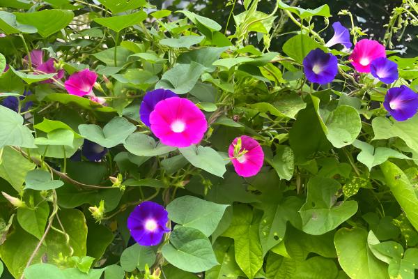 牵牛花传播种子的方法，可弹射传播或通过鸟类传播