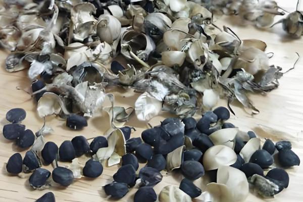 牵牛花传播种子的方法，可弹射传播或通过鸟类传播