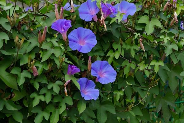 牵牛花传播种子的方法，可弹射传播或通过鸟类传播