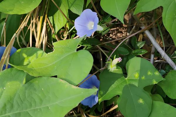 牵牛花传播种子的方法，可弹射传播或通过鸟类传播