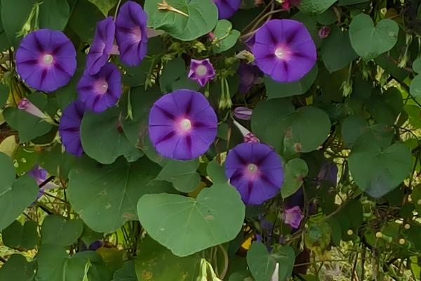 牵牛花传播种子的方法，可弹射传播或通过鸟类传播