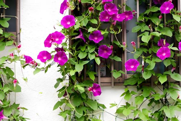 牵牛花传播种子的方法，可弹射传播或通过鸟类传播