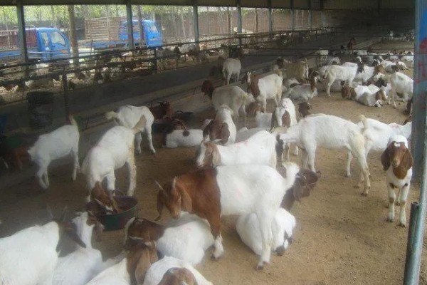 波尔山羊的养殖成本,羊舍成本约30000-50000元左右