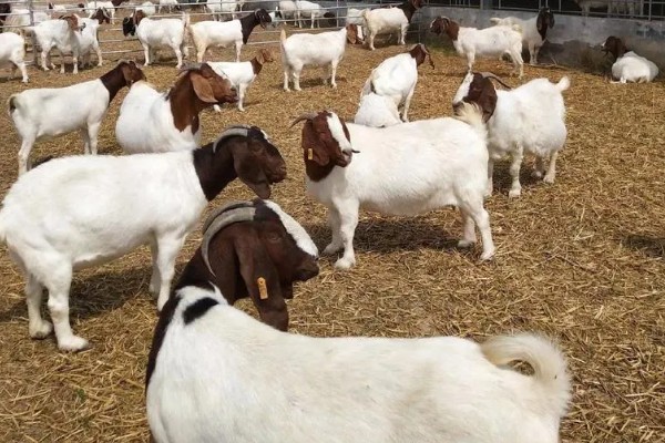 波尔山羊的养殖成本,羊舍成本约30000-50000元左右