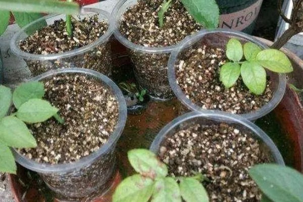 金樱子能水插生根吗,水插通常非常难生根