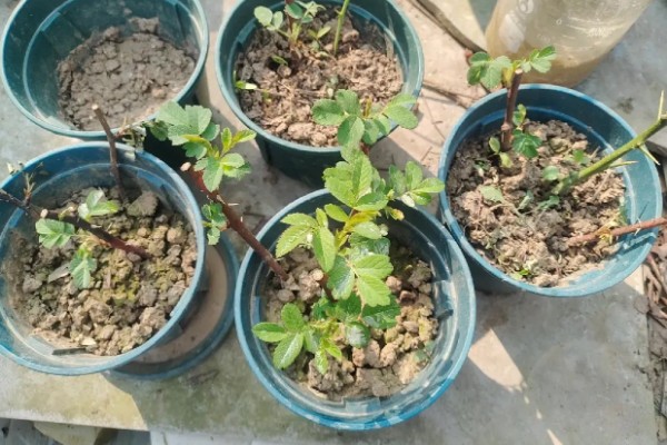 金樱子能水插生根吗,水插通常非常难生根