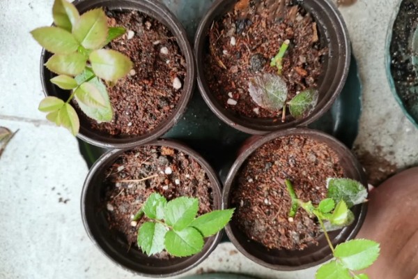 金樱子能水插生根吗,水插通常非常难生根