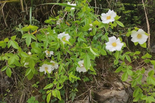 金樱子能水插生根吗,水插通常非常难生根