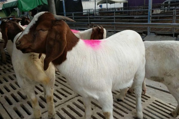 波尔山羊的养殖成本,羊舍成本约30000-50000元左右