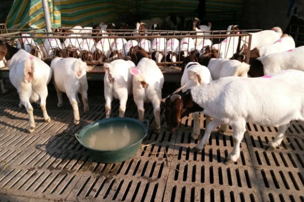 波尔山羊的养殖成本,羊舍成本约30000-50000元左右