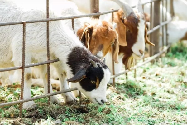 波尔山羊的养殖成本,羊舍成本约30000-50000元左右