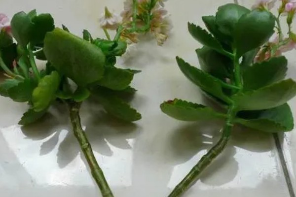 如何扦插长寿花，可枝插、叶插等