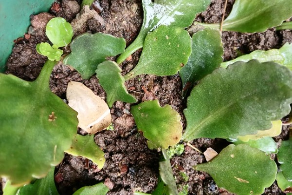 如何扦插长寿花，可枝插、叶插等