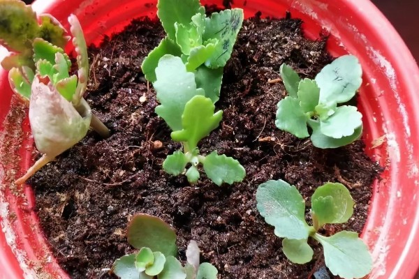 如何扦插长寿花，可枝插、叶插等