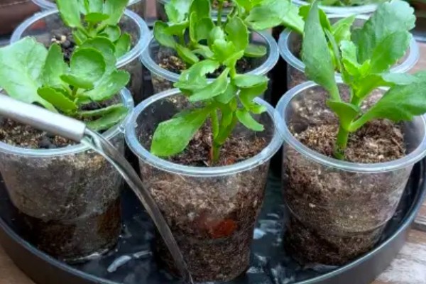 如何扦插长寿花，可枝插、叶插等