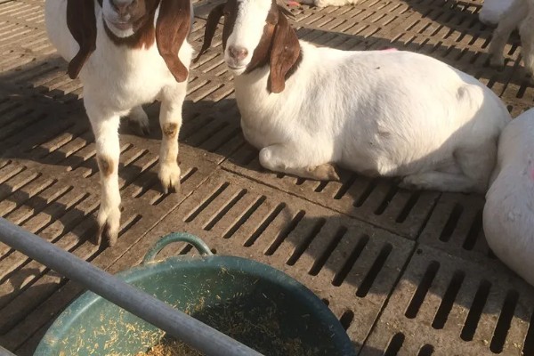 波尔山羊的养殖成本,羊舍成本约30000-50000元左右