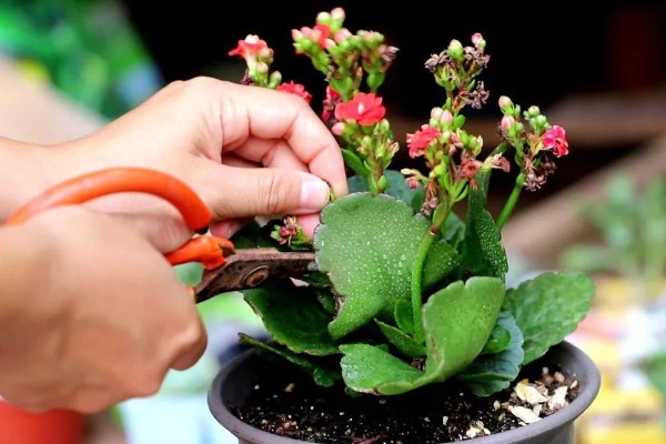 如何扦插长寿花，可枝插、叶插等