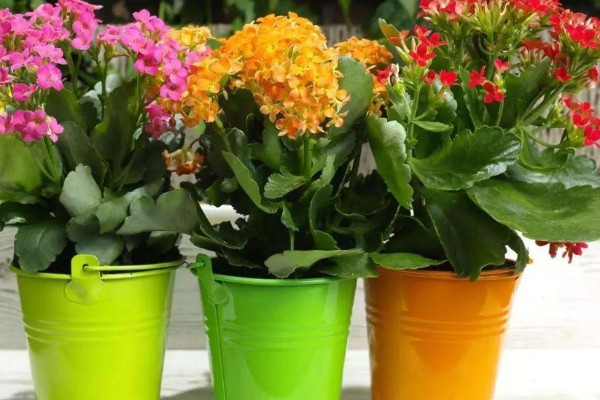 如何扦插长寿花，可枝插、叶插等