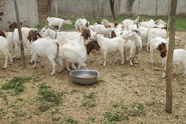 波尔山羊的养殖成本,羊舍成本约30000-50000元左右