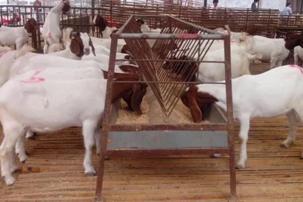 波尔山羊的养殖成本,羊舍成本约30000-50000元左右