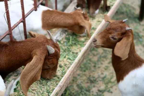 波尔山羊的养殖成本,羊舍成本约30000-50000元左右