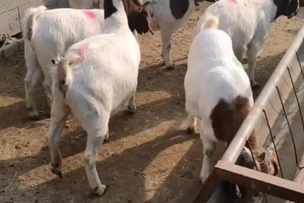 波尔山羊的养殖成本,羊舍成本约30000-50000元左右