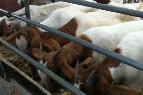 波尔山羊的养殖成本,羊舍成本约30000-50000元左右