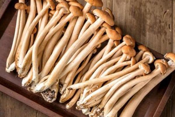 新鲜的茶树菇如何保鲜，可以冷藏或风干保存