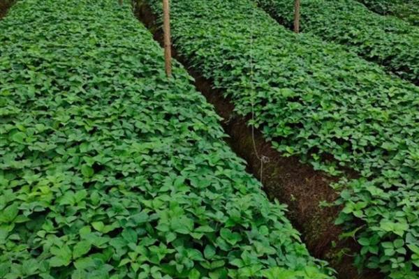 重楼种子的价格,价格大约在200-300元左右一斤