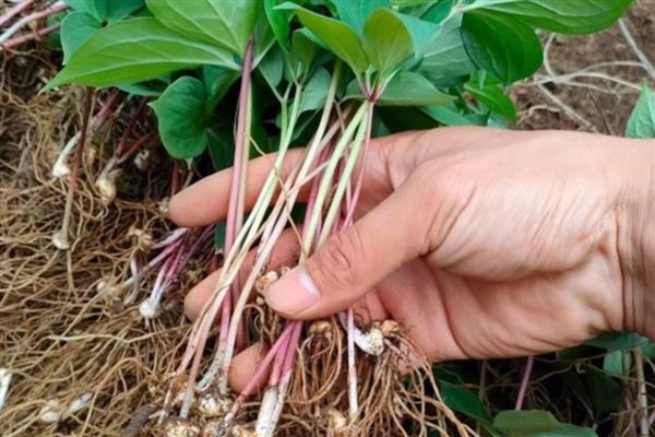 重楼种子的价格,价格大约在200-300元左右一斤