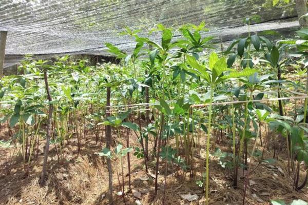 重楼种子的价格,价格大约在200-300元左右一斤