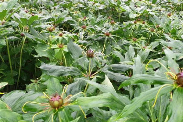 重楼种子的价格,价格大约在200-300元左右一斤