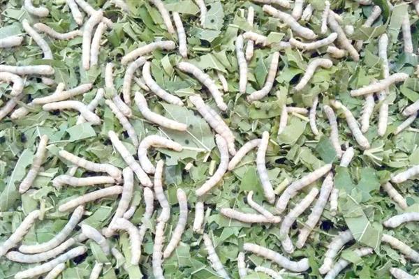 家蚕的发育过程，要经历卵、幼虫、蛹、成虫这几个阶段