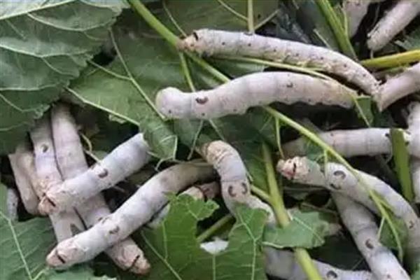 家蚕的发育过程，要经历卵、幼虫、蛹、成虫这几个阶段