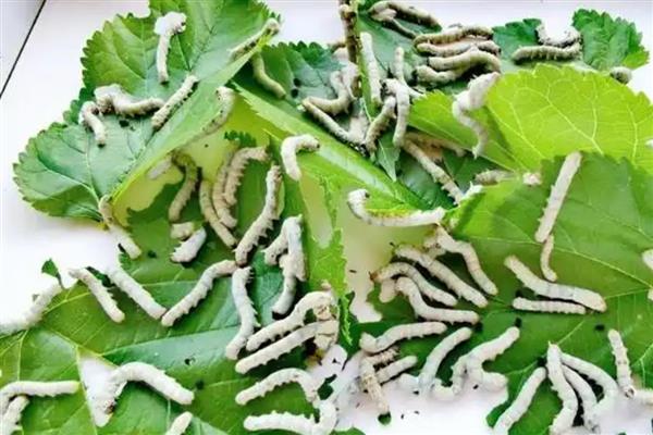 家蚕的发育过程，要经历卵、幼虫、蛹、成虫这几个阶段