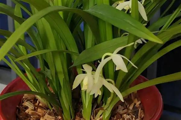 为什么兰花那么贵,其品种非常稀缺