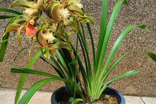 为什么兰花那么贵,其品种非常稀缺