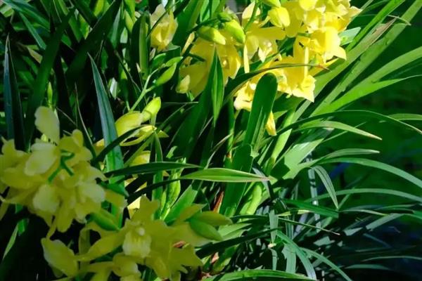 为什么兰花那么贵,其品种非常稀缺