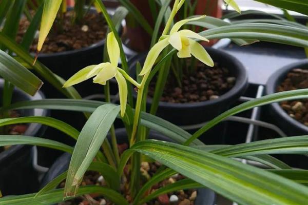 为什么兰花那么贵,其品种非常稀缺