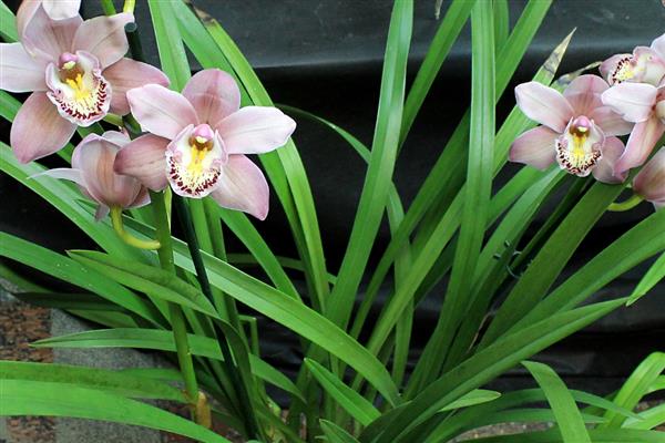 为什么兰花那么贵,其品种非常稀缺