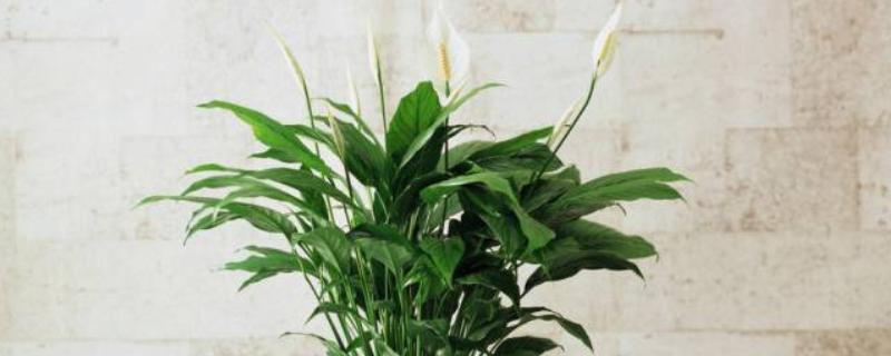 白掌的开花时间，花期是5-8月份