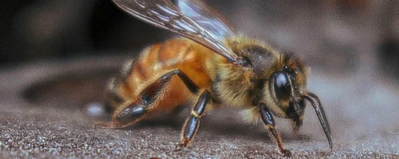 被蜜蜂蛰了如何解决，拔出毒刺再用肥皂水清洗伤口