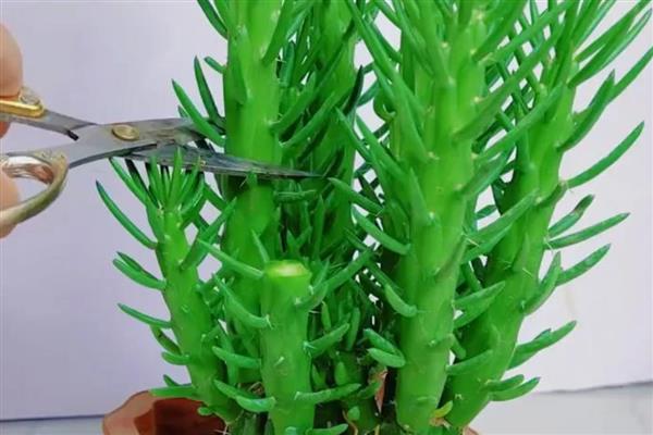 将军柱长高了如何解决,把过高过长的枝条剪短