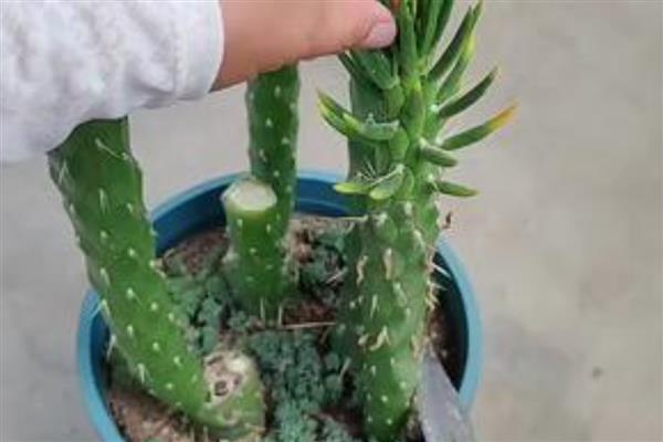 将军柱长高了如何解决,把过高过长的枝条剪短