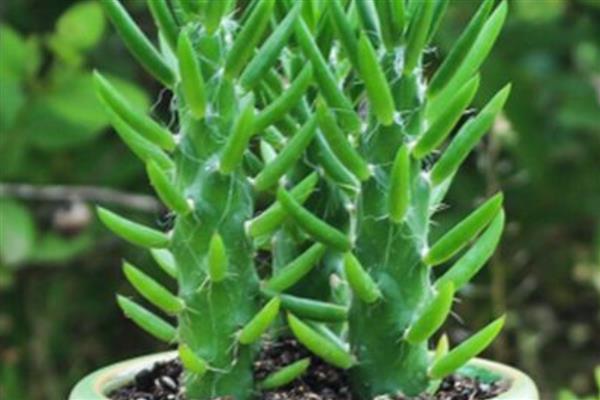 将军柱长高了如何解决,把过高过长的枝条剪短