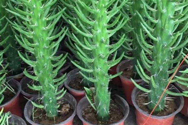 将军柱长高了如何解决,把过高过长的枝条剪短