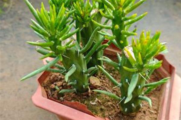 将军柱长高了如何解决,把过高过长的枝条剪短