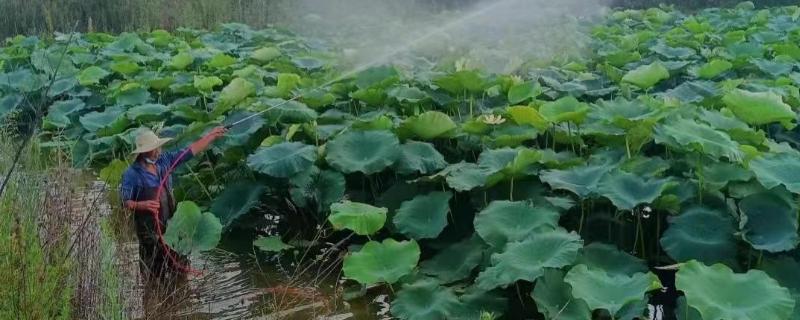 莲藕怎么种植，催芽后再播种