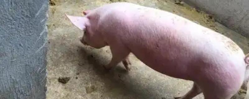 小猪身上发红的原因，可能是发烧、渗出性皮炎等疾病所致