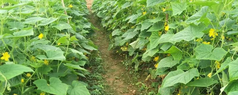 黄瓜根系的特点，其根系浅且根量少